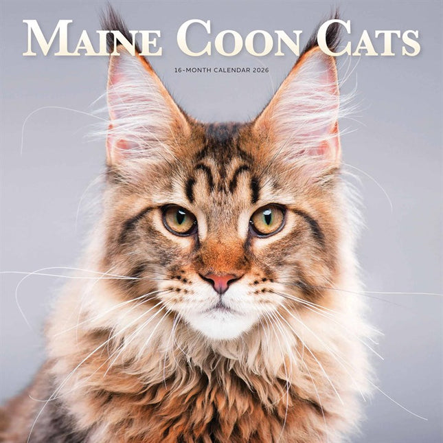 CarouselCalendars Maine Coon Kalender 2026