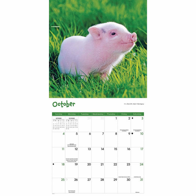 CarouselCalendars Mini Varkens Kalender 2026