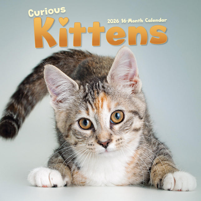 CarouselCalendars Nieuwsgierige Kittens Kalender 2026
