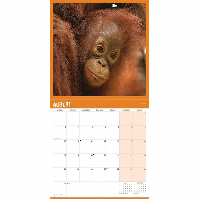CarouselCalendars Orang-oetan Kalender 2026