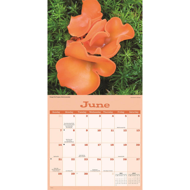 CarouselCalendars Paddenstoelen Kalender 2026