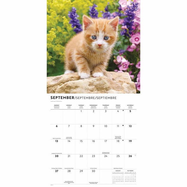 CarouselCalendars Schattige Kittens Kalender 2026