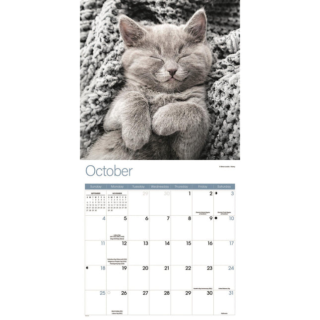 CarouselCalendars Slapende Kittens Kalender 2026