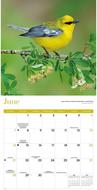 CarouselCalendars Songbirds Kalender 2026