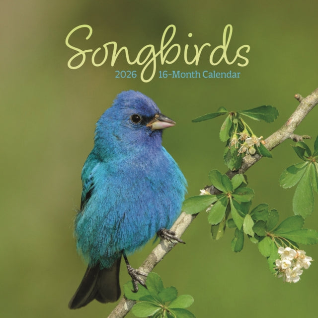 CarouselCalendars Songbirds Kalender 2026 Mini