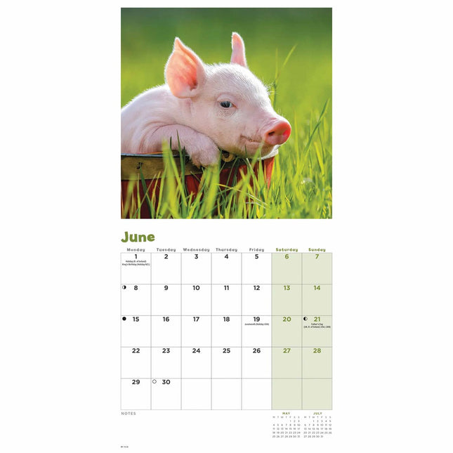 CarouselCalendars Varken Kalender 2026 Mini