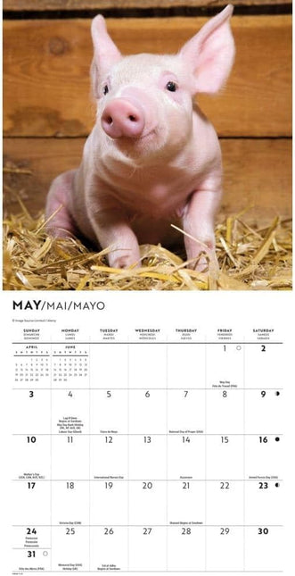 CarouselCalendars Varkens Mini Kalender 2026