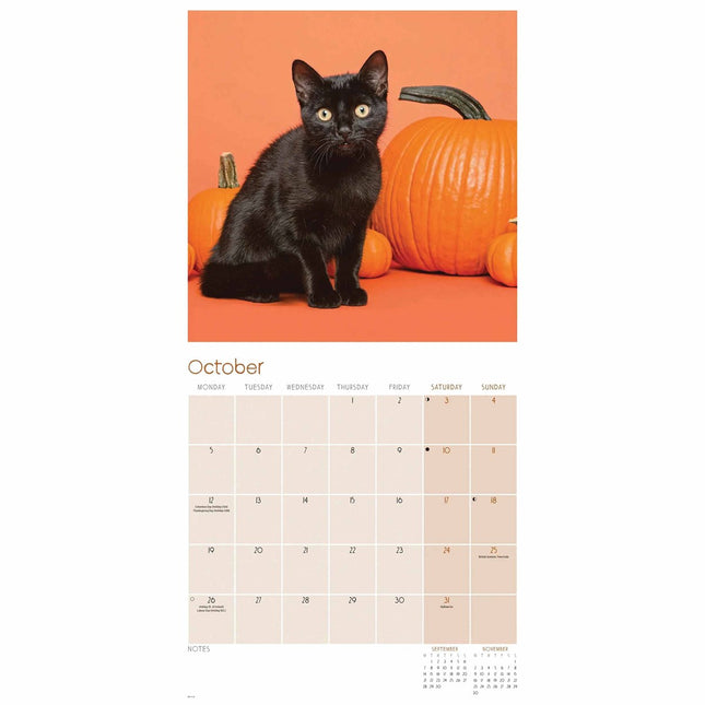 CarouselCalendars Zwarte Katten Kalender 2026