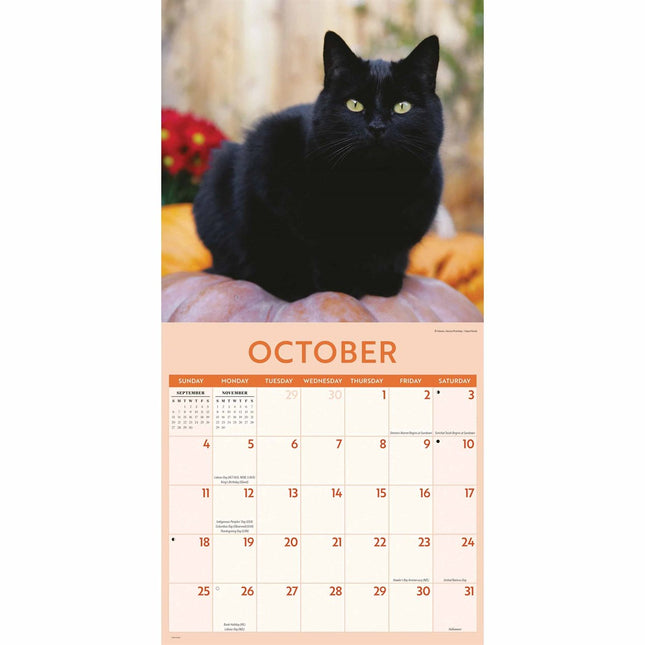 CarouselCalendars Zwarte Katten Kalender 2026