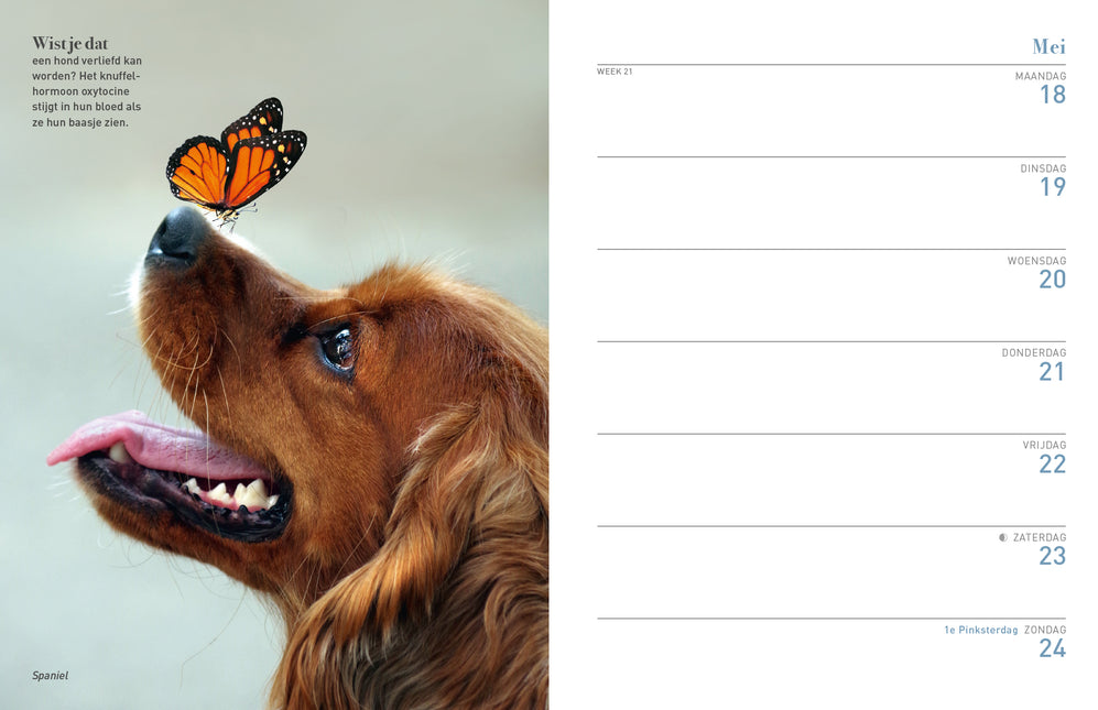 Edicola Hond & Co Agenda 2026