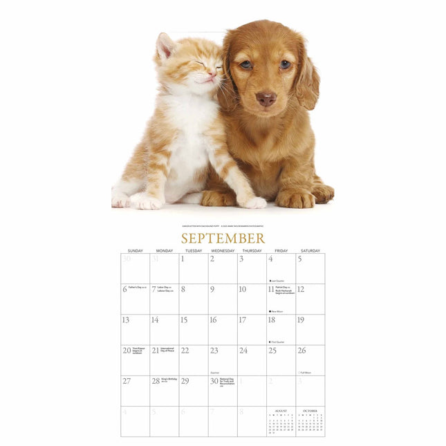 Gladstone Media Kittens en Vrienden Kalender 2026