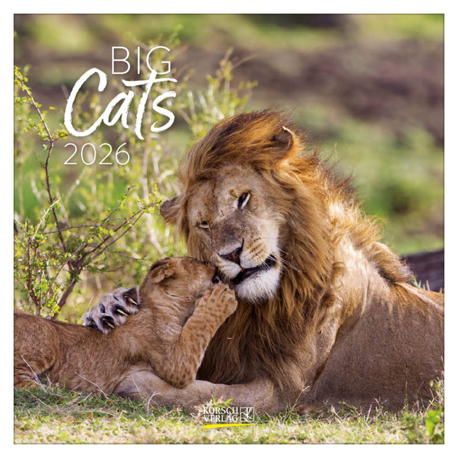 Korsch Verlag Big Cats Kalender 2026