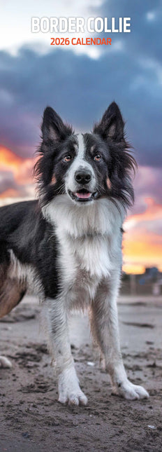 Magnet & Steel Border Collie Kalender 2026 Slimline