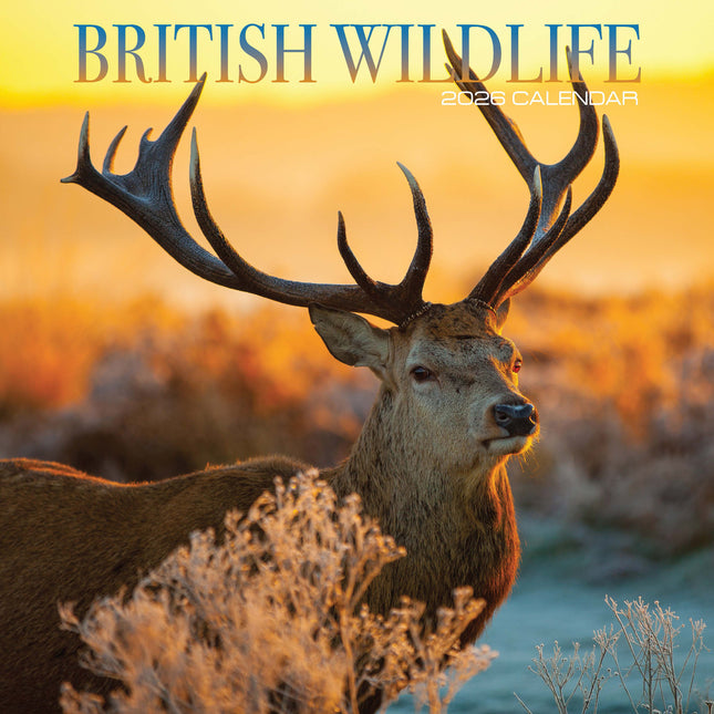 Magnet & Steel British Wildlife Kalender 2026