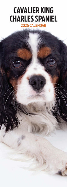 Magnet & Steel Cavalier King Charles Spaniel Kalender 2026 Slimline