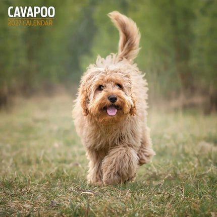 Magnet & Steel Cavapoo Kalender 2027