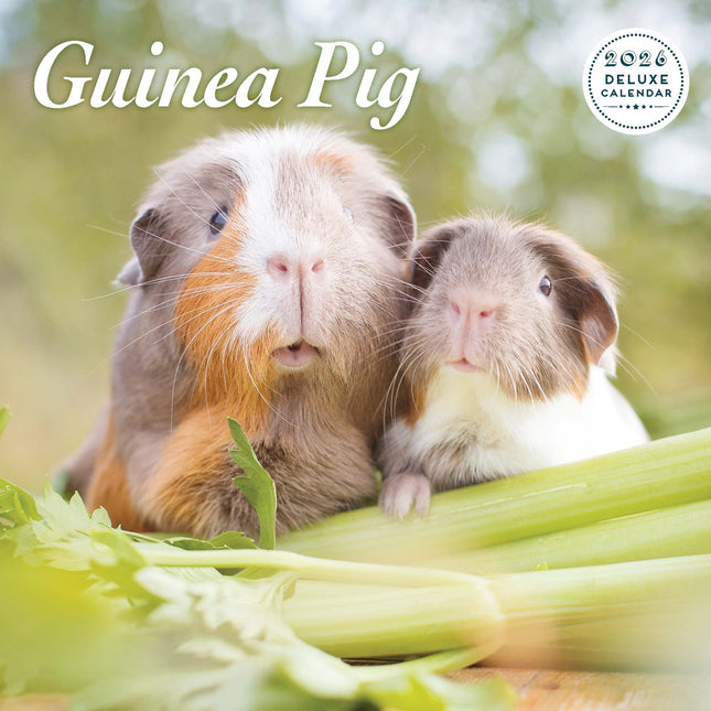 Magnet & Steel Cavia Kalender 2026 Deluxe