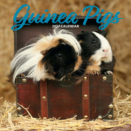 Magnet & Steel Cavia Kalender 2027