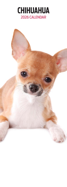 Magnet & Steel Chihuahua Kalender 2026 Slimline