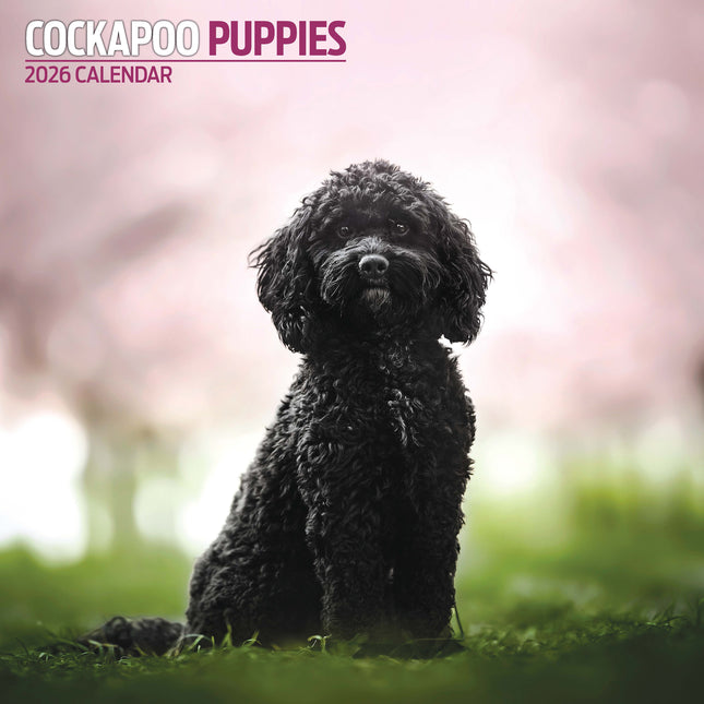 Magnet & Steel Cockapoo Puppies Kalender 2026