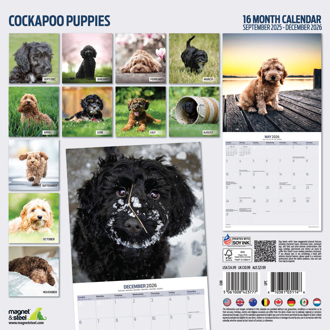Magnet & Steel Cockapoo Puppies Kalender 2026