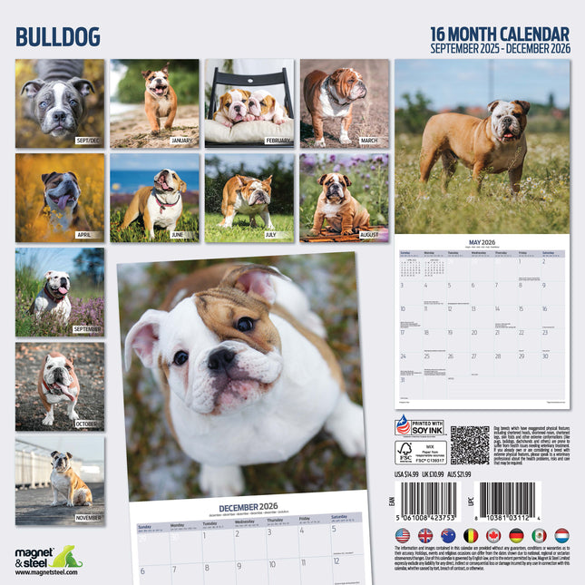 Magnet & Steel Engelse Bulldog Kalender 2026