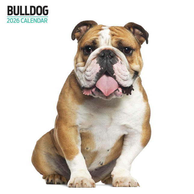 Magnet & Steel Engelse Bulldog Modern Kalender 2026