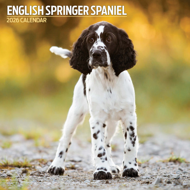 Magnet & Steel Engelse Springer Spaniel Kalender 2026