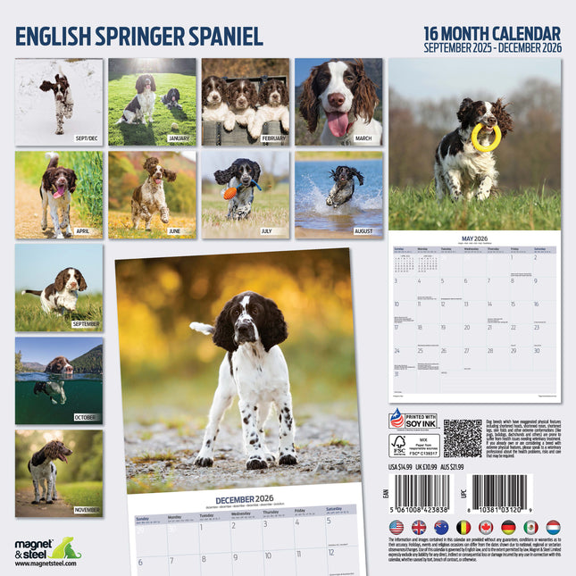 Magnet & Steel Engelse Springer Spaniel Kalender 2026
