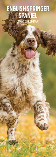 Magnet & Steel Engelse Springer Spaniel Kalender 2026 Slimline