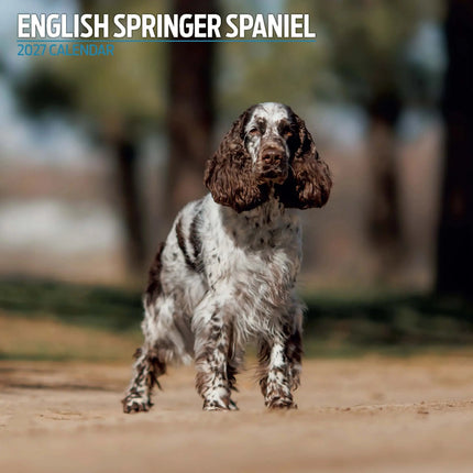 Magnet & Steel Engelse Springer Spaniel Kalender 2027