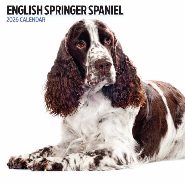 Magnet & Steel Engelse Springer Spaniel Modern Kalender 2026