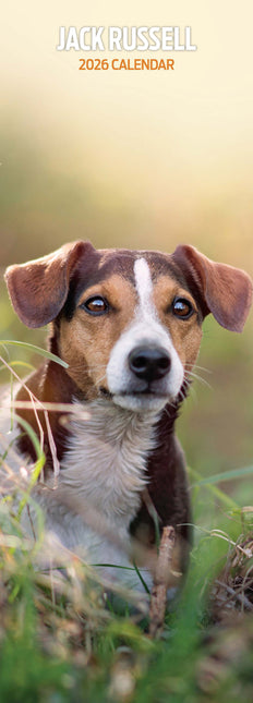 Magnet & Steel Jack Russell Terrier Kalender 2026 Slimline