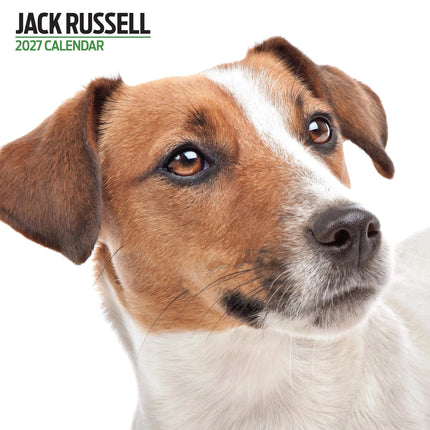 Magnet & Steel Jack Russell Terrier Modern Kalender 2027