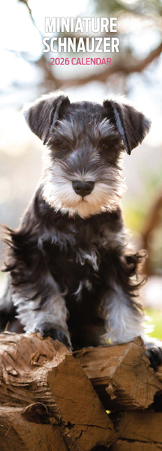 Magnet & Steel Miniatuur Schnauzer Kalender 2026 Slimline