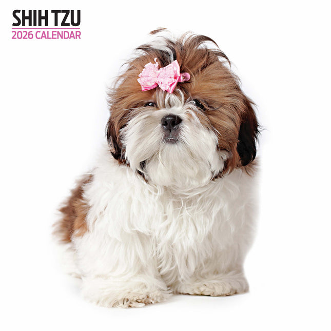 Magnet & Steel Shih Tzu Modern Kalender 2026