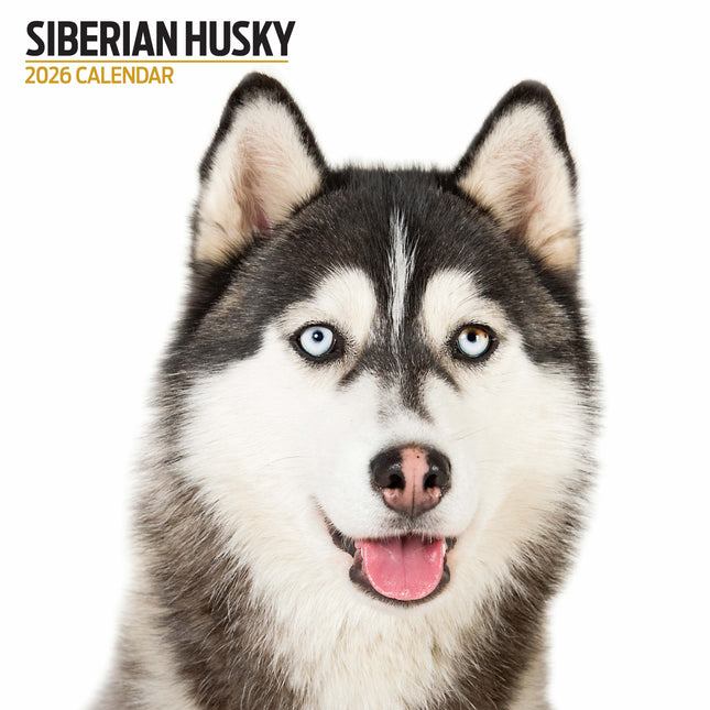 Magnet & Steel Siberian Husky Modern Kalender 2026