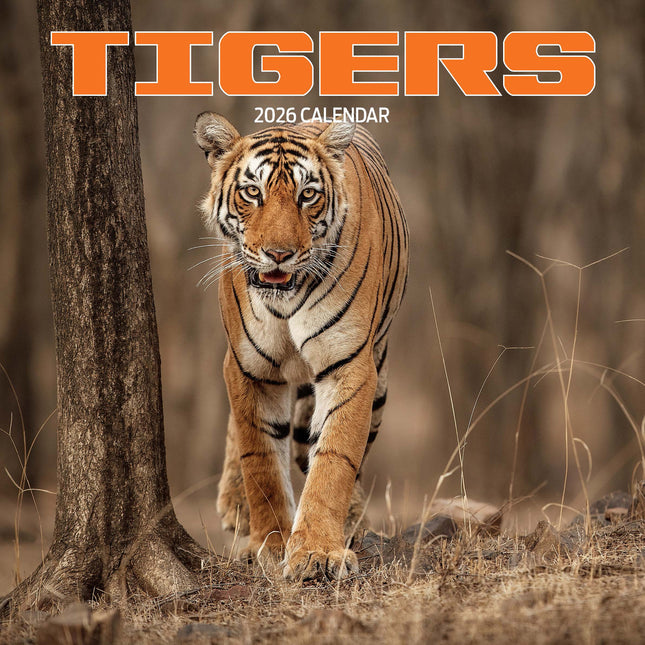 Magnet & Steel Tijger Kalender 2026