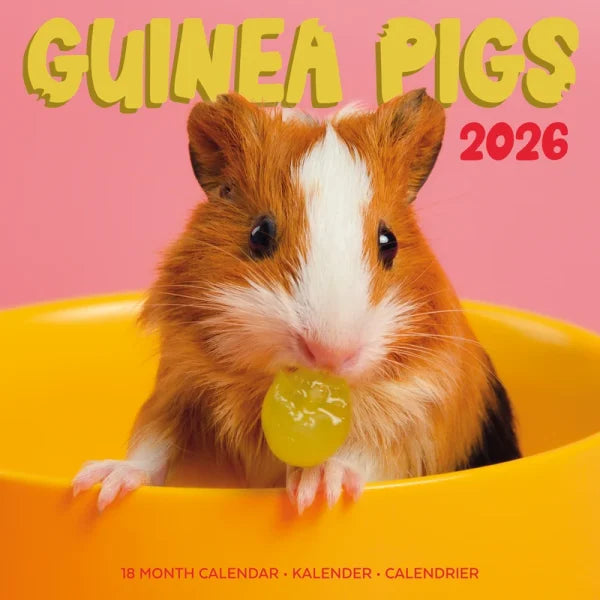 Plenty Gifts Cavia Studio Kalender 2026
