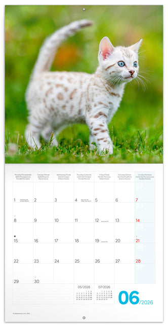 Presco Kittens Kalender 2026