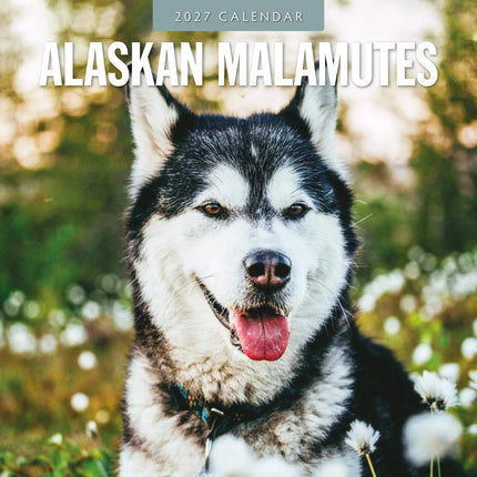 Red Robin Alaskan Malamute Kalender 2027