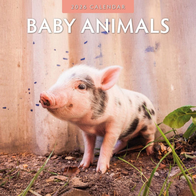 Red Robin Baby Animals Kalender 2026