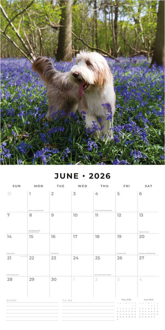 Red Robin Bearded Collie Kalender 2026