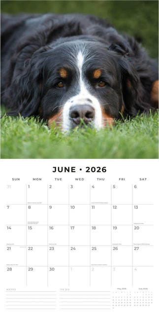 Red Robin Berner Sennen Kalender 2026