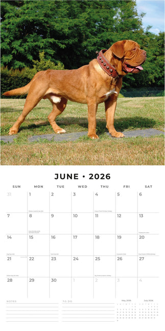 Red Robin Bordeaux Dog Kalender 2026