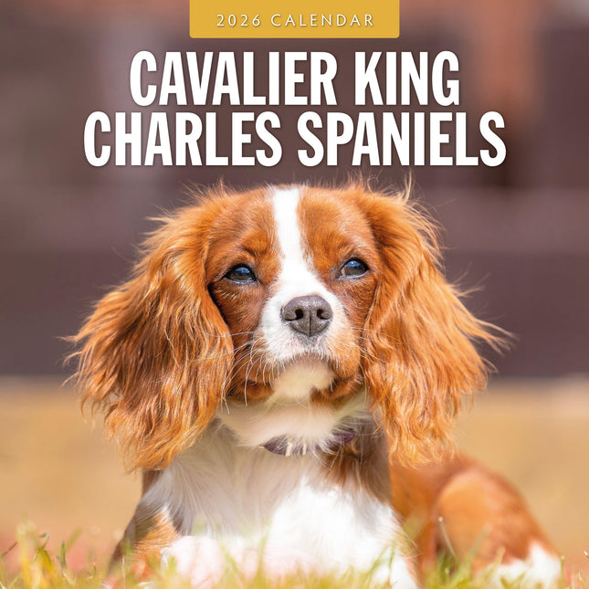 Red Robin Cavalier King Charles Spaniel Kalender 2026