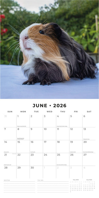 Red Robin Cavia Kalender 2026