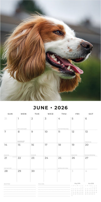 Red Robin Cocker Spaniels Kalender 2026