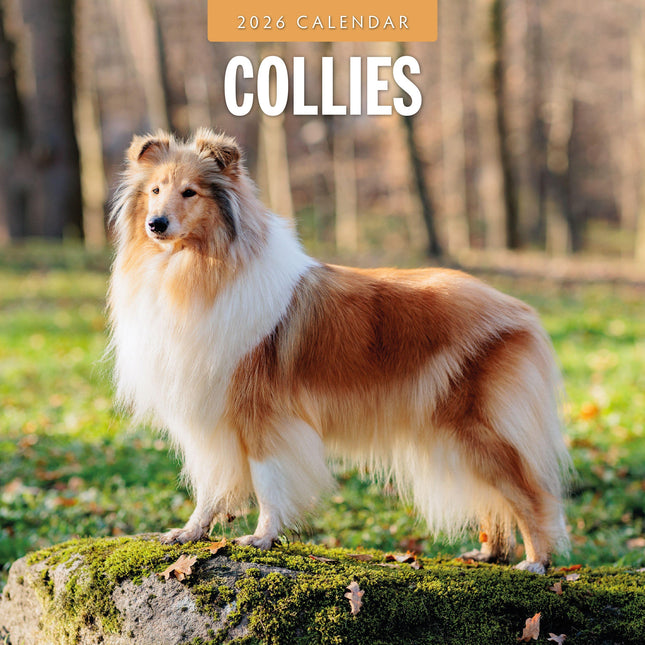 Red Robin Collie - Schotse Herder Kalender 2026