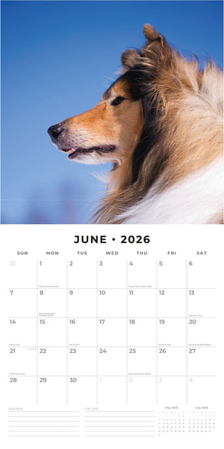Red Robin Collie - Schotse Herder Kalender 2026